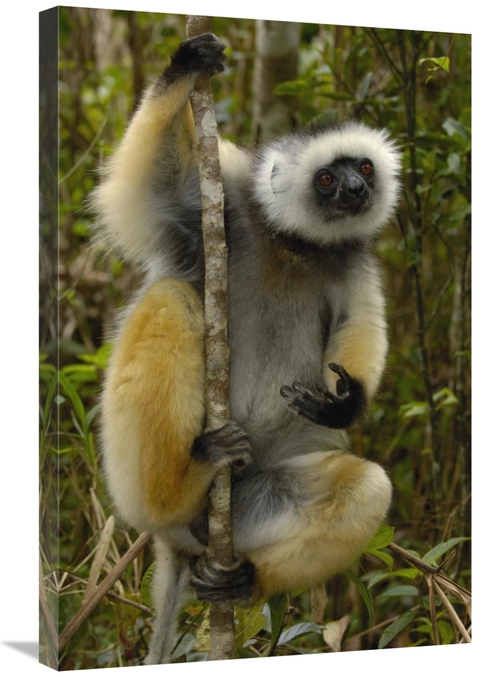 Global Gallery GCS-453034-2030-142 20 x 30 in. Diademed Sifaka, Ma