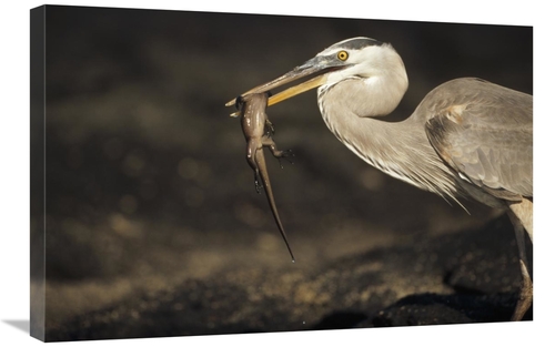 Global Gallery GCS-451399-2030-142 20 x 30 in. Great Blue Heron Preyin