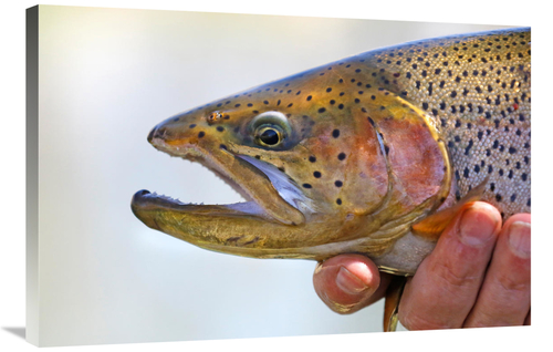 Global Gallery GCS-486583-36-142 36 in. King Trout Art Print - Vic Sch