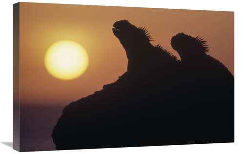 Global Gallery GCS-451155-2030-142 20 x 30 in. Marine Iguana Pair Silh