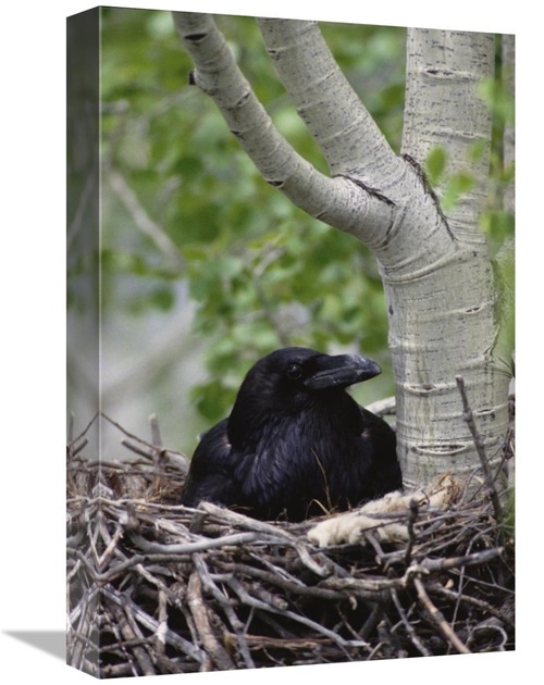 Global Gallery GCS-451898-1218-142 12 x 18 in. Common Raven Incubating