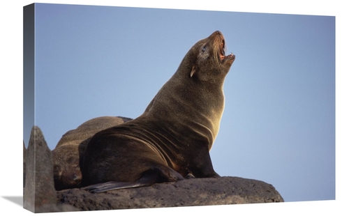 Global Gallery GCS-451230-1624-142 16 x 24 in. Galapagos Fur Seal Call