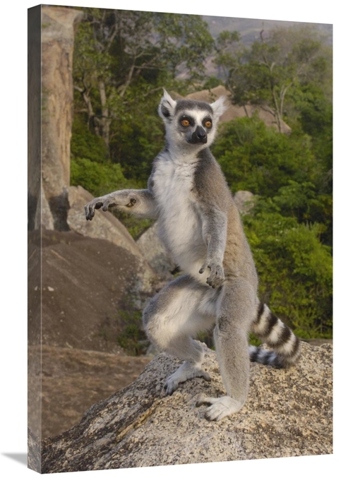 Global Gallery GCS-453259-2030-142 20 x 30 in. Ring-Tailed Lemur Male 