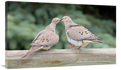 Global Gallery GCS-486419-40-142 40 in. The Love Birds Art Print - Vic