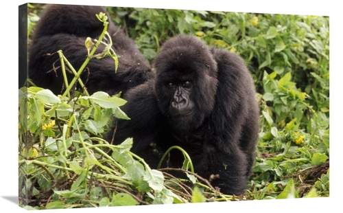 Global Gallery GCS-452812-2030-142 20 x 30 in. Mountain Gorilla Female