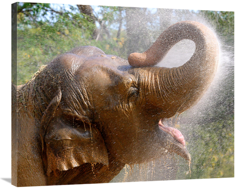 Global Gallery GCS-486534-36-142 36 in. Elephant Bath Art Print - Vic 