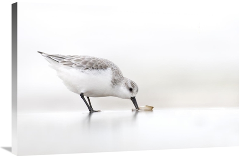 Global Gallery GCS-398236-2436-142 24 x 36 in. Sanderling Foraging on 