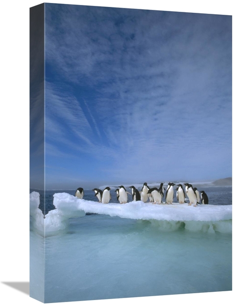 Global Gallery GCS-395663-1218-142 12 x 18 in. Adelie Penguin Group Cr