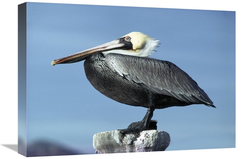 Global Gallery GCS-450708-22-142 22 in. Brown Pelican Profile, Per
