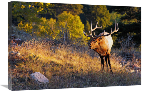 Global Gallery GCS-486412-30-142 30 in. Early Morning Light Art Print 