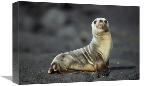 Global Gallery GCS-451761-1218-142 12 x 18 in. Galapagos Sea Lion Pup&