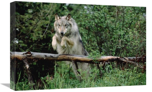 16 x 24 in. Timber Wolf Leaping Over Fallen Log, North America Art