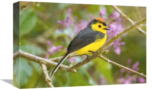 Global Gallery GCS-397266-1218-142 12 x 18 in. Collared Redstart, 