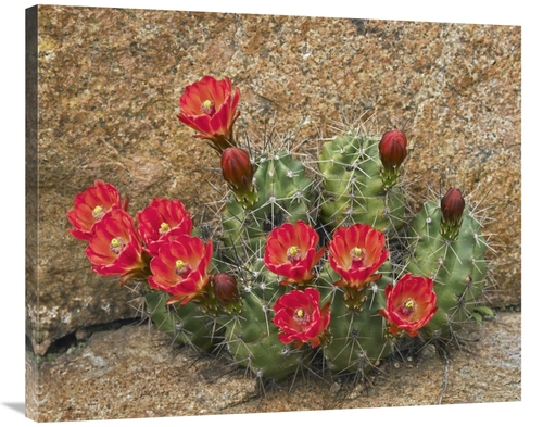 Global Gallery GCS-396008-36-142 36 in. Claret Cup Cactus Flowering&#4