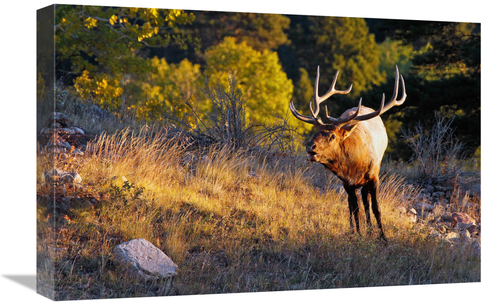 Global Gallery GCS-486412-22-142 22 in. Early Morning Light Art Print 