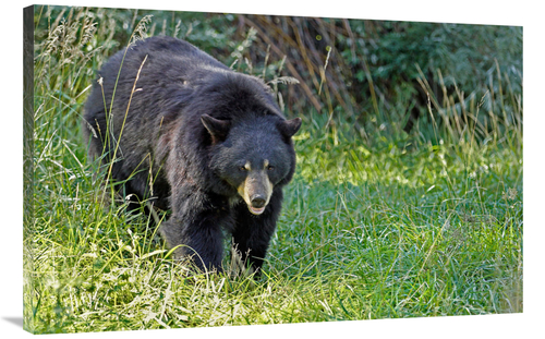 Global Gallery GCS-486435-40-142 40 in. Black bear in Spring Art Print
