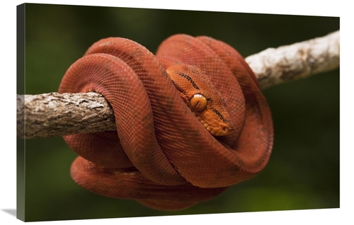 Global Gallery GCS-397947-2436-142 24 x 36 in. Common Tree Boa Coiled 