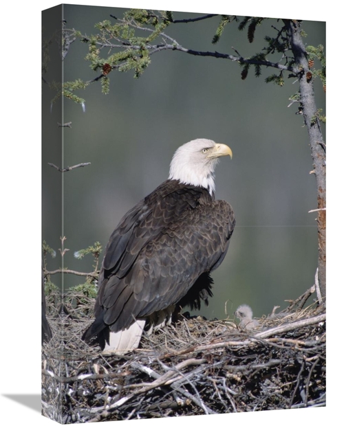 Global Gallery GCS-451901-1218-142 12 x 18 in. Bald Eagle Parent on Ne