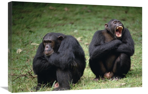 Global Gallery GCS-452788-2030-142 20 x 30 in. Chimpanzee Pair Interac