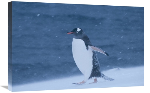 Global Gallery GCS-453653-2030-142 20 x 30 in. Gentoo Penguin in Snow 