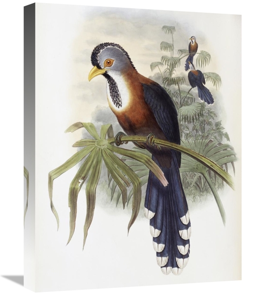 Global Gallery GCS-277755-22-142 22 in. Curled-Crested Cuckoo Art Prin