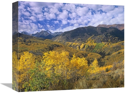 Global Gallery GCS-396006-16-142 16 in. Quaking Aspen in Autumn, C