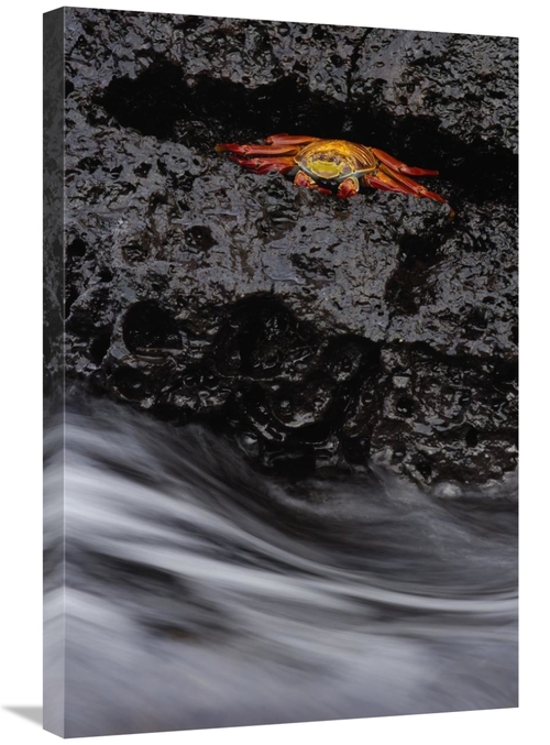 Global Gallery GCS-453058-2030-142 20 x 30 in. Sally Lightfoot Crab in