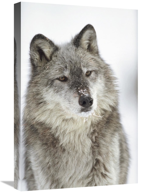 Global Gallery GCS-396296-1624-142 16 x 24 in. Timber Wolf Portrait wi