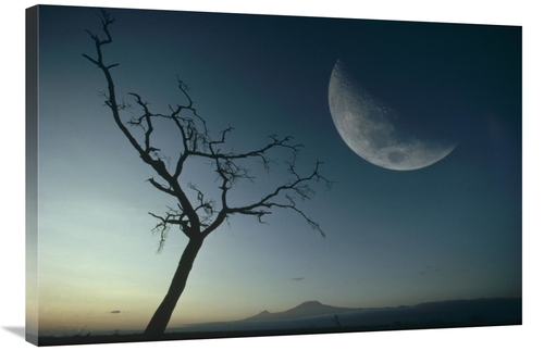 Global Gallery GCS-395771-2436-142 24 x 36 in. Whistling Thorn & Moon&