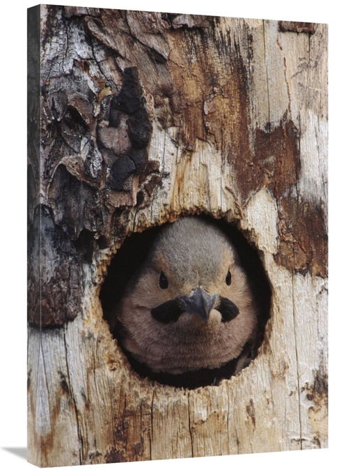 Global Gallery GCS-451928-2030-142 20 x 30 in. Northern Flicker Woodpe