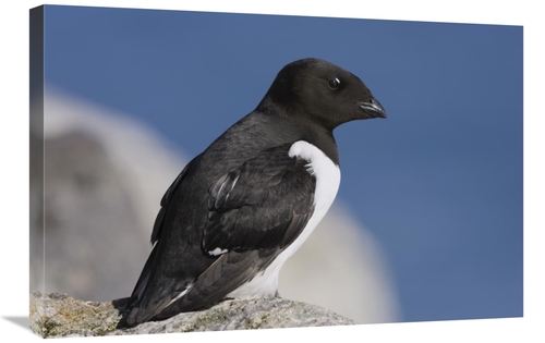 Global Gallery GCS-452704-2030-142 20 x 30 in. Little Auk, Spitsbe