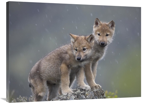 Global Gallery GCS-396247-3040-142 30 x 40 in. Gray Wolf Pups in Light