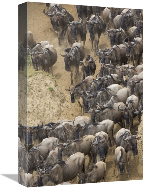 Global Gallery GCS-395799-1218-142 12 x 18 in. Blue Wildebeest Herd Ap