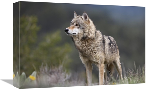 Global Gallery GCS-452264-1218-142 12 x 18 in. Gray Wolf, North Am