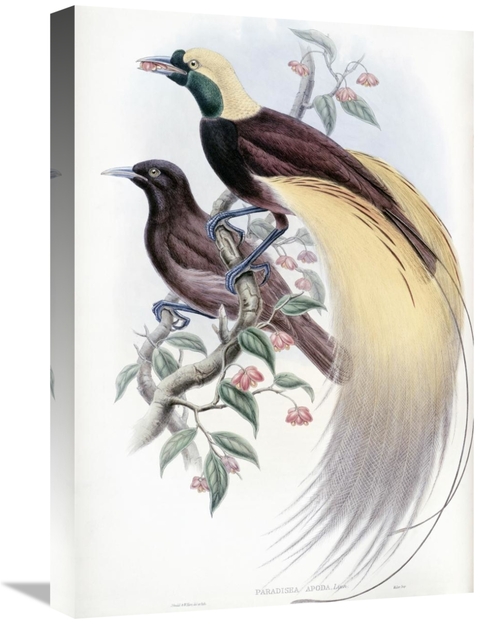 Global Gallery GCS-277762-22-142 22 in. Greater Bird of Paradise Art P