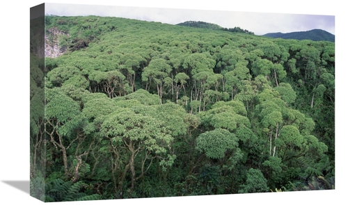 Global Gallery GCS-451255-1218-142 12 x 18 in. Scalesia Forest During 