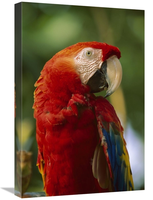 Global Gallery GCS-396321-1624-142 16 x 24 in. Scarlet Macaw, Nati