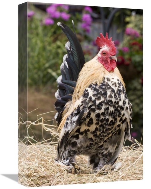 Global Gallery GCS-397448-1218-142 12 x 18 in. Domestic Chicken, S