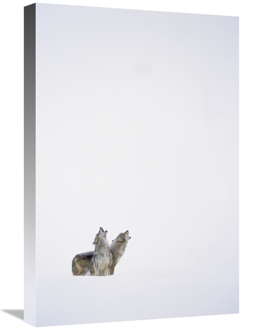 Global Gallery GCS-396246-1624-142 16 x 24 in. Timber Wolf Pair Howlin