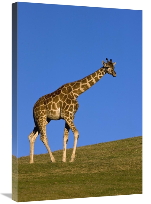 Global Gallery GCS-398145-2030-142 20 x 30 in. Rothschild Giraffe Walk