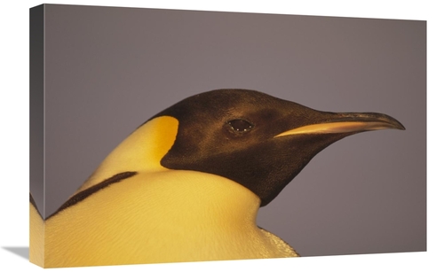 Global Gallery GCS-451072-1624-142 16 x 24 in. Emperor Penguin Portrai