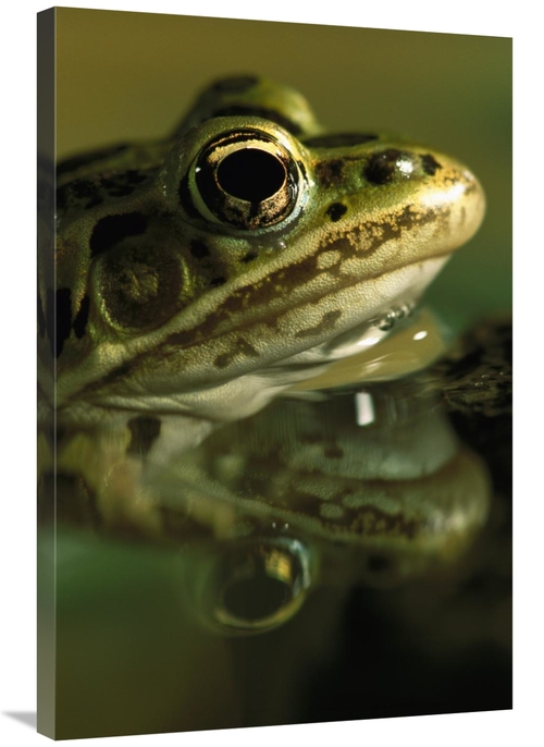 Global Gallery GCS-453374-2436-142 24 x 36 in. Northern Leopard Frog&#