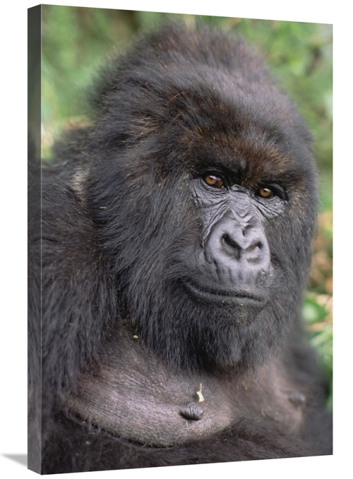 Global Gallery GCS-452794-2030-142 20 x 30 in. Mountain Gorilla Female