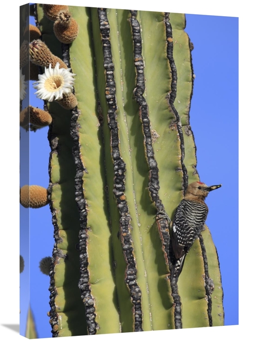 Global Gallery GCS-398103-2030-142 20 x 30 in. Gila Woodpecker on Card