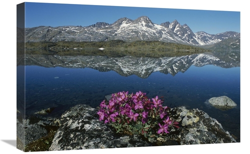 Global Gallery GCS-453536-1624-142 16 x 24 in. Dwarf Fireweed with Mou
