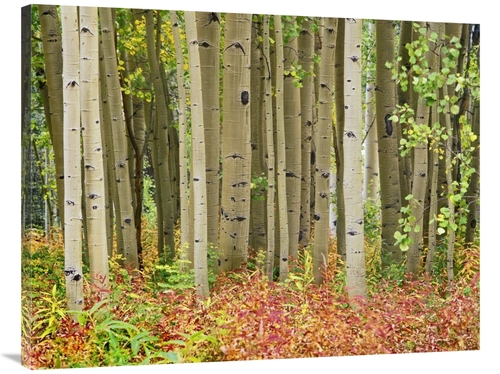 Global Gallery GCS-396756-3040-142 30 x 40 in. Aspen Trees & Fireweed&