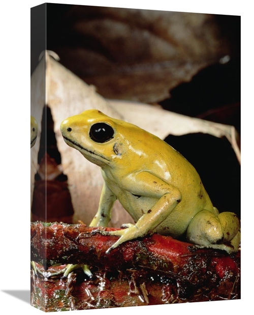 Global Gallery GCS-450755-1218-142 12 x 18 in. Golden Poison Dart Frog