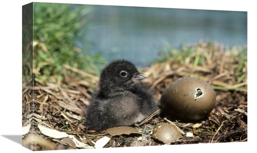 Global Gallery GCS-451857-1218-142 12 x 18 in. Common Loon Chick with 