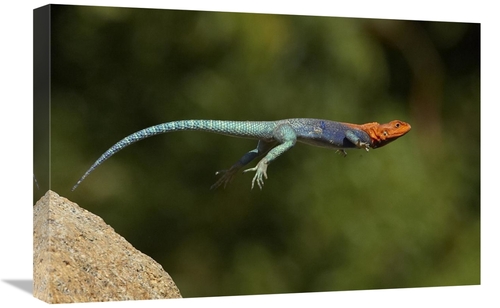 Global Gallery GCS-450885-1624-142 16 x 24 in. Red-Headed Rock Agama M