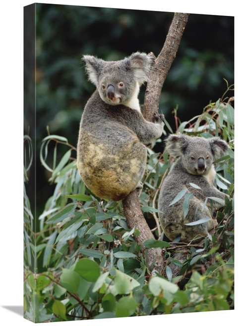 Global Gallery GCS-452879-1624-142 16 x 24 in. Koala Males, Easter